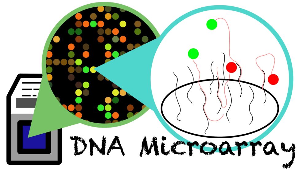 DNAマイクロアレイの概略図