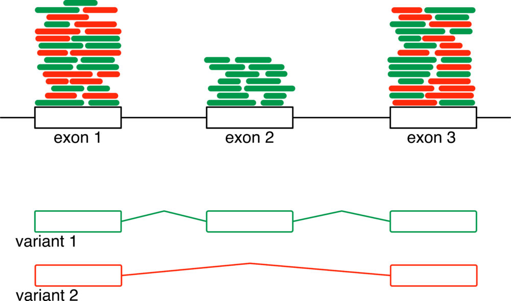RNA-seqのバリアント解析