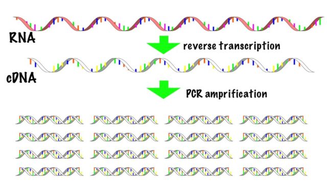 RT-PCRの概略図